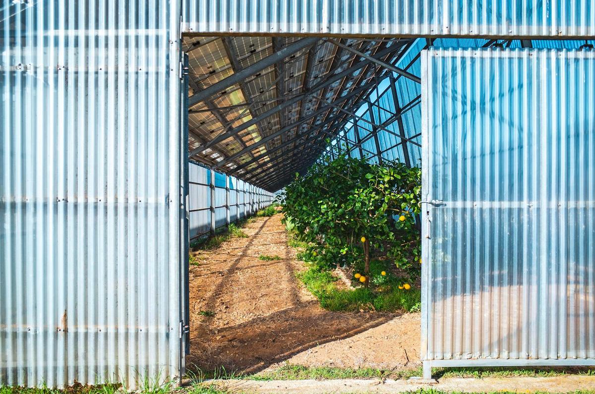 Agrivoltaic greenhouse in Milis (Oristano). Photo: Paolo Valenti