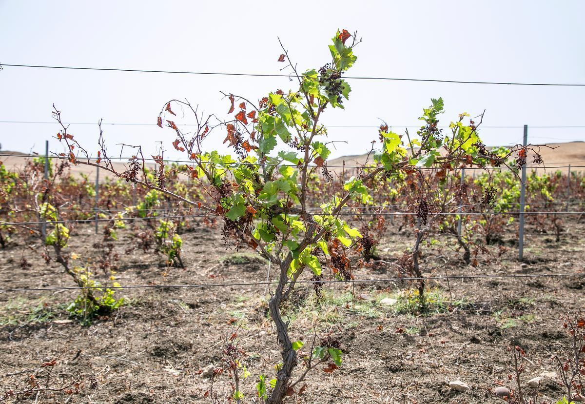 Salemi (Tp), 6 luglio 2024. Vigneti secchi e ormai bruciati dal sole (Foto di Carmelo Sucameli) 