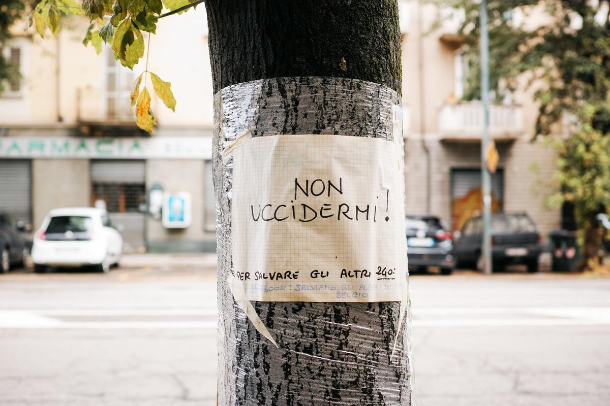Un cartello affisso su un acero destinato a essere abbattuto in corso Belgio, a Torino
