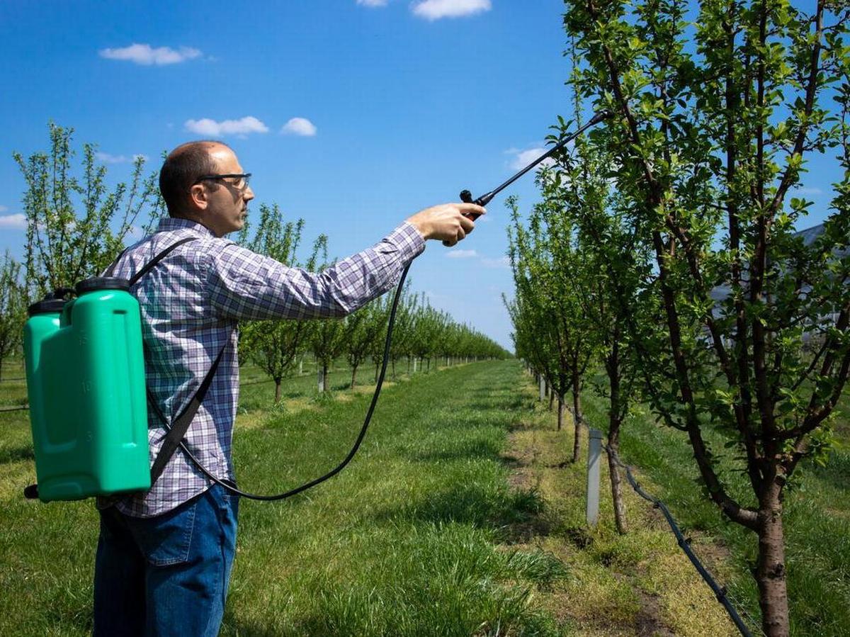 Un agricoltore spruzza pesticidi su un albero da frutto (Aleksandar Littlewolf/Freepik)