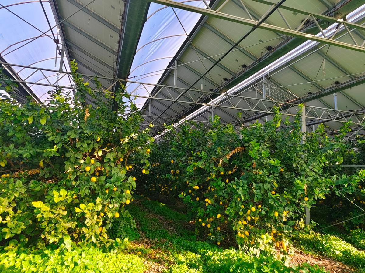 The agrivoltaic system Le Greenhouse in Scalea (Cosenza). In the photo, lemon trees with photovoltaic panels above. Photo: Natalie Sclippa