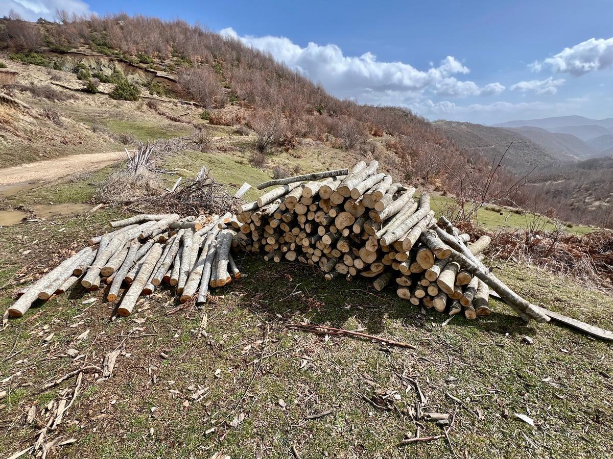 Tronchi appena tagliati da una foresta nel distretto di Pogradec, nel sud dell'Albania, Foto di M. Abbà