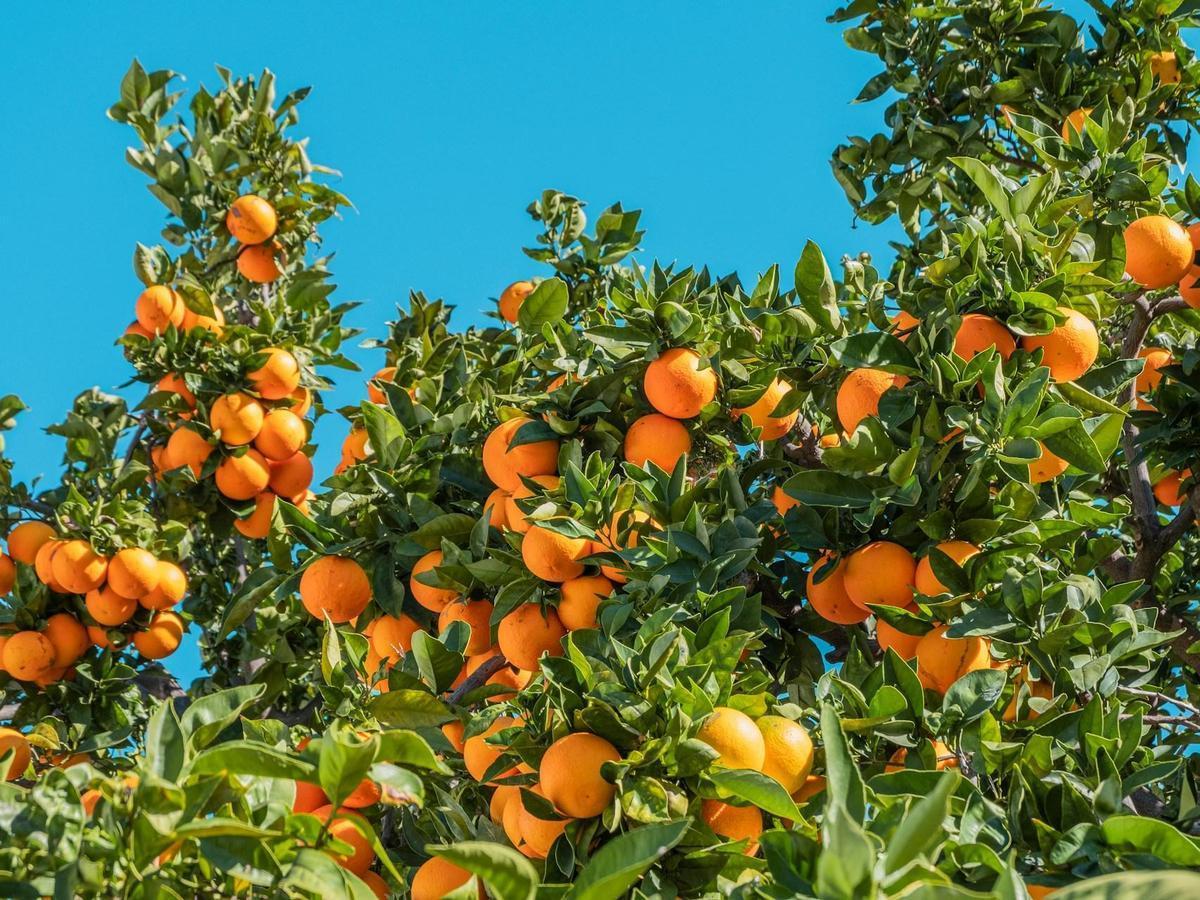 Foto di <a href="https://unsplash.com/it/@phil_gauthier?utm_source=unsplash&utm_medium=referral&utm_content=creditCopyText">Philippe Gauthier</a> su <a href="https://unsplash.com/it/foto/frutti-arancioni-sotto-il-cielo-blu-durante-il-giorno-eaOjEz8746k?utm_source=unsplash&utm_medium=referral&utm_content=creditCopyText">Unsplash</a> 