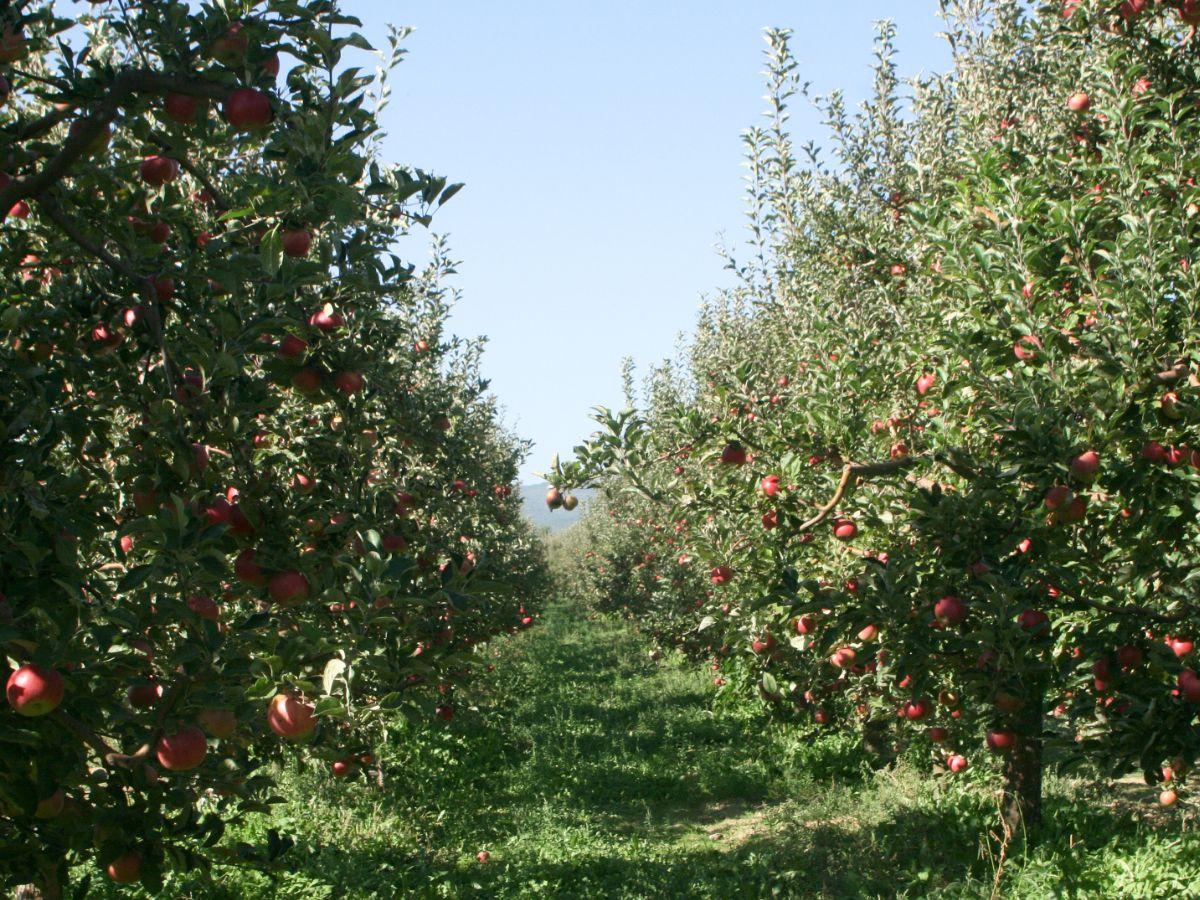 Campo di mele. Foto: Canva 