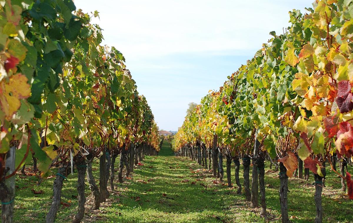 Vigna. Foto: wikicommons