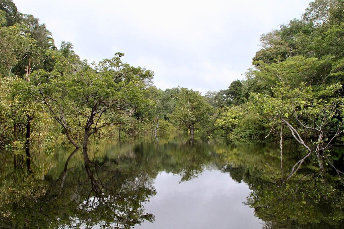 Crisi climatica, la foresta amazzonica è definito il "polmone del mondo". Foto: wikicommons