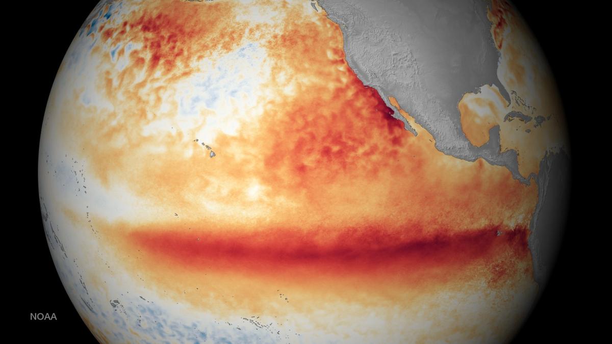  El Niño, il fenomeno ciclico di riscaldamento delle acque superficiali del Pacifico (National oceanic and atmospheric administration, Noaa)