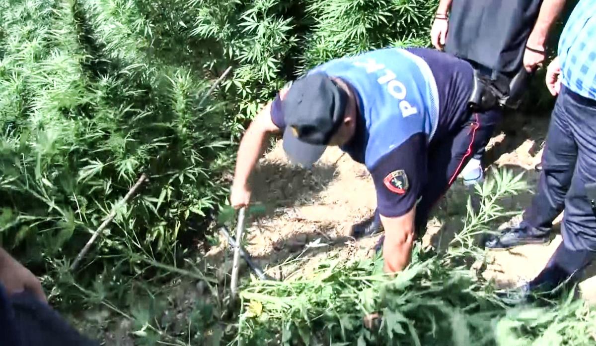 Un agente della polizia albanese impegnato a sradicare piante di marijuana (Cataldi)