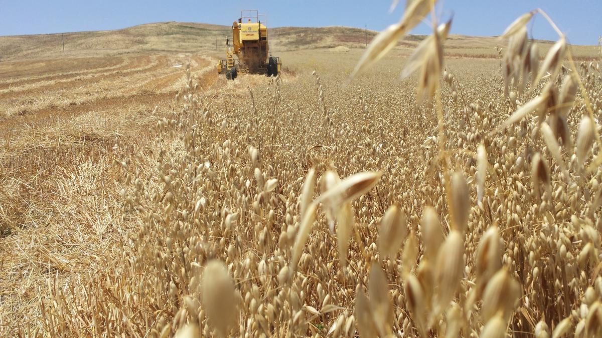 Un campo di avena coltivato dalla cooperativa Placido Rizzotto. Foto di G. Salvatori