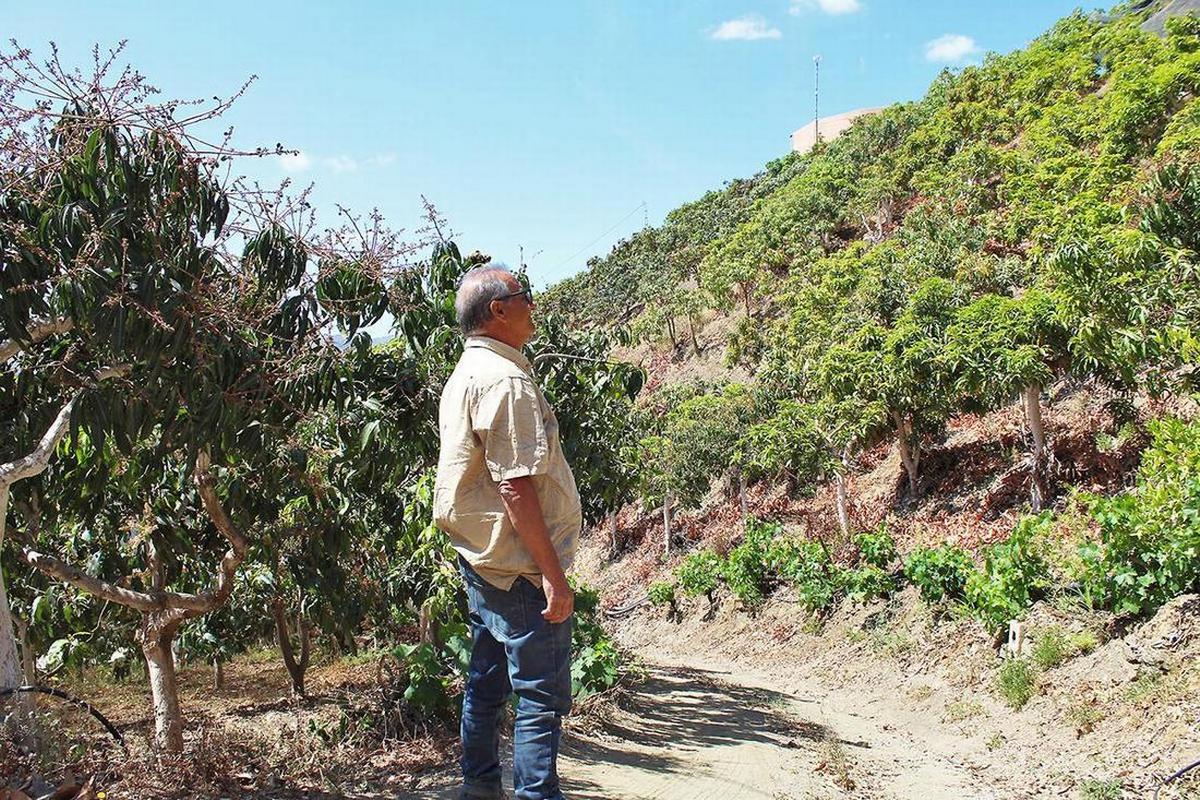Juan Perea Gomez, coltivatore di frutti tropicali nella regione di Malaga (Spagna), è preoccupato dalle conseguenze della crisi climatica sulla sua attività (Foto Graziana Solano)