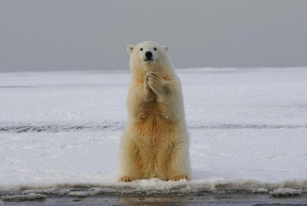 L'orso polare sul ghiaccio che fonde, simbolo del linguaggio emergenziale per raccontare la crisi climatica. H. J. Mager/Unsplash