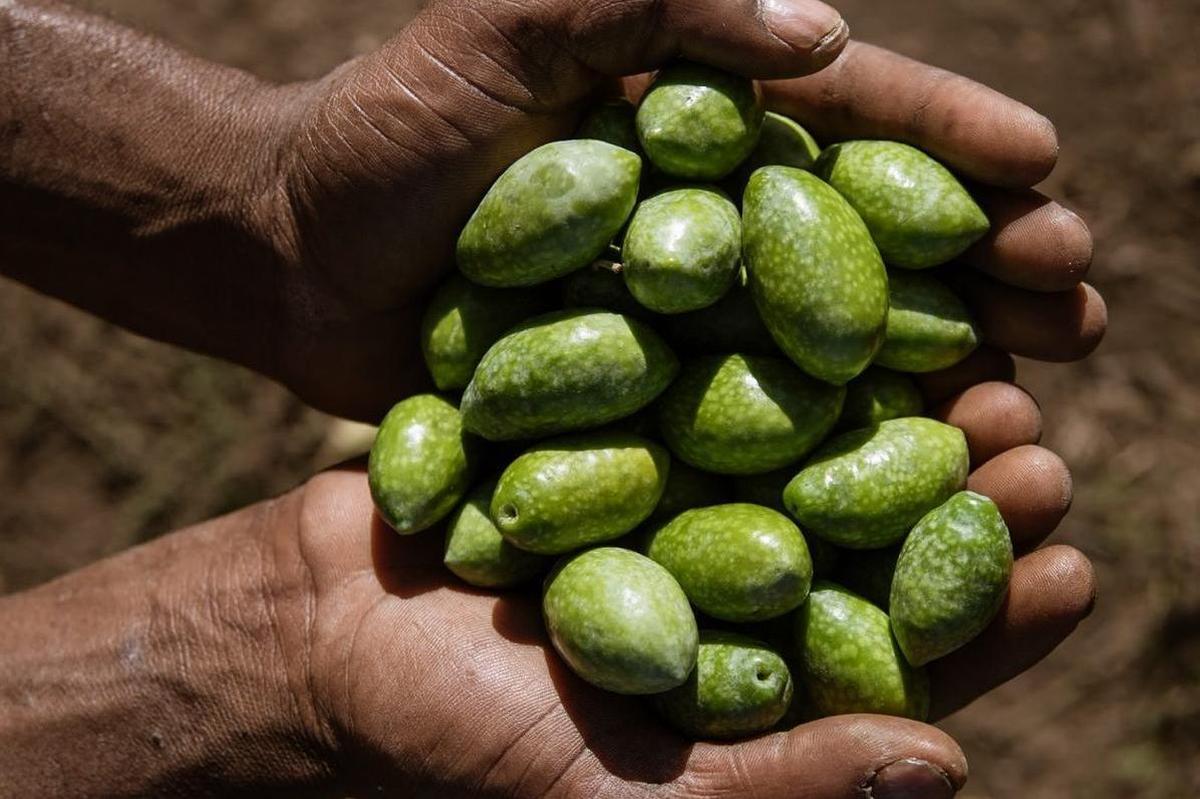 Le olive raccolte nei terreni gestiti dalla cooperativa AlterEco di Cerignola