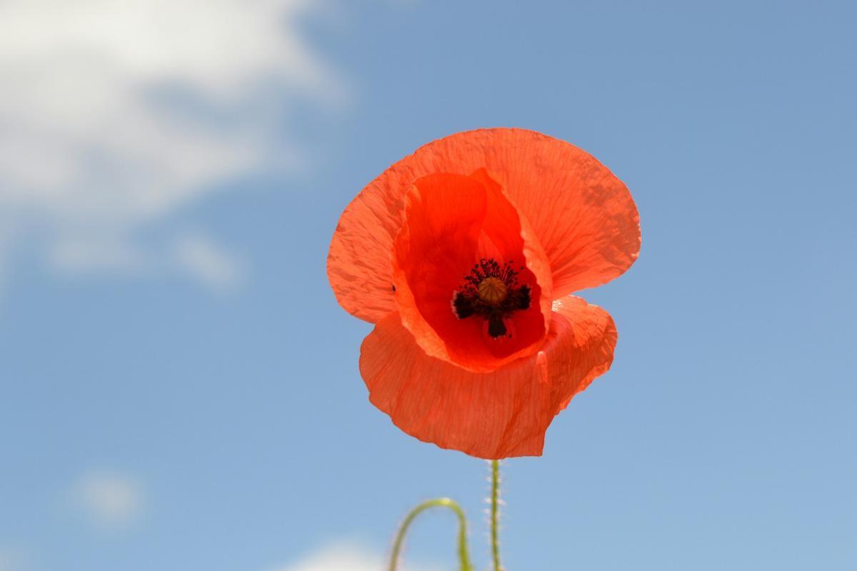 (Foto di Csaba Gyulavári su Unsplash)