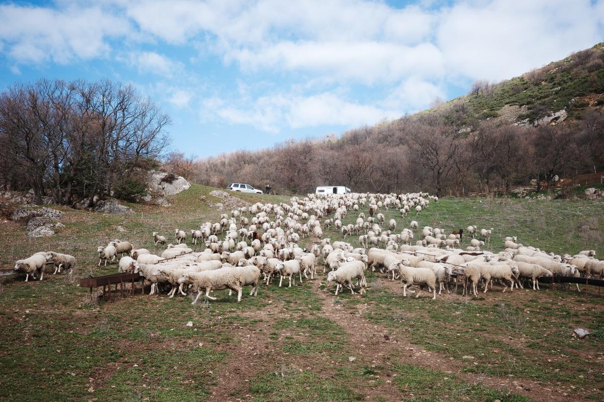 Un pascolo ad Anversa degli Abruzzi. Foto di M. Panzarella