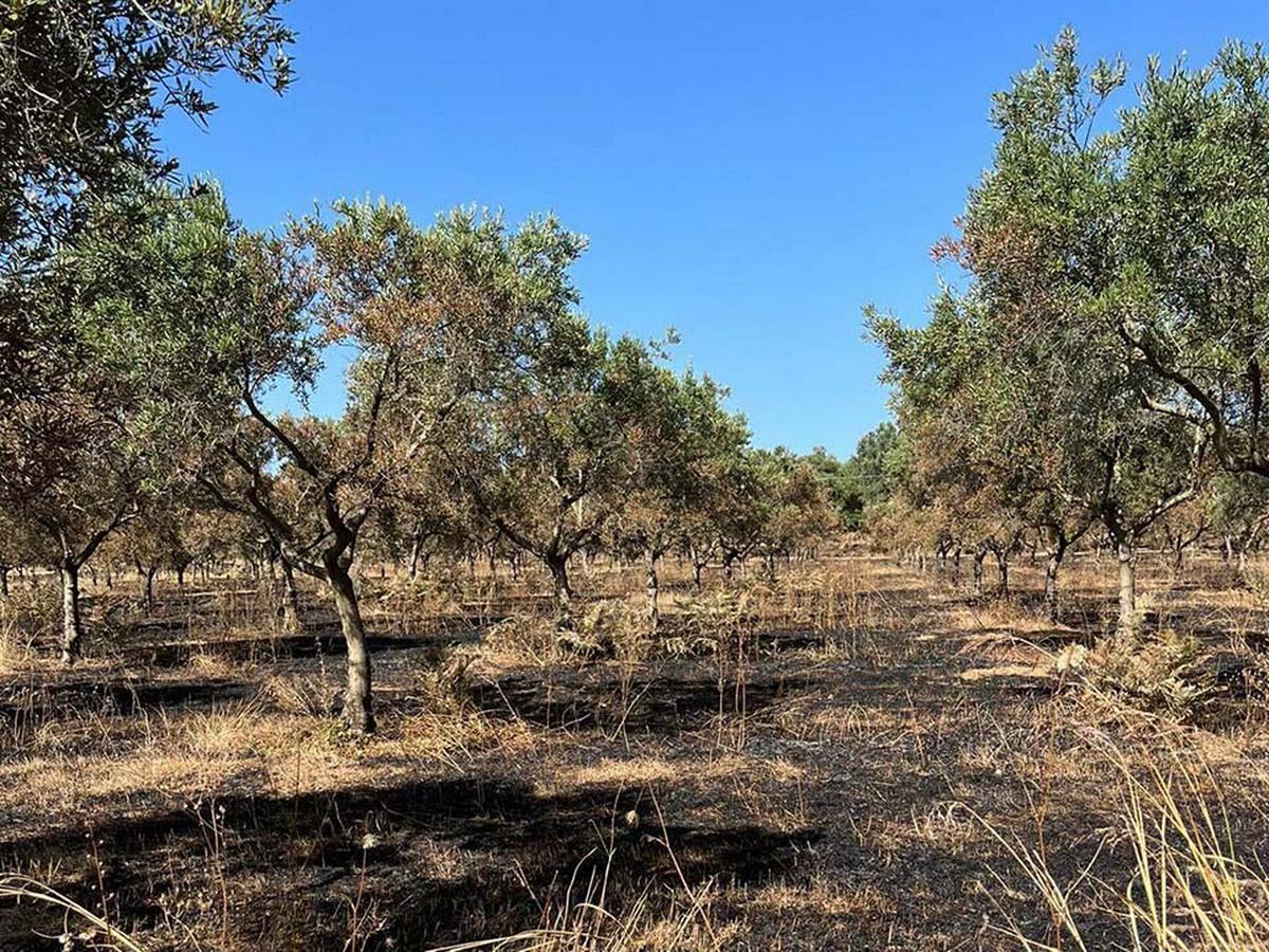 Alcuni degli alberi nell'uliveto incendiato l'11 luglio in località Baronello, frazione di Castellace, nel Comune di Oppido Mamertina
