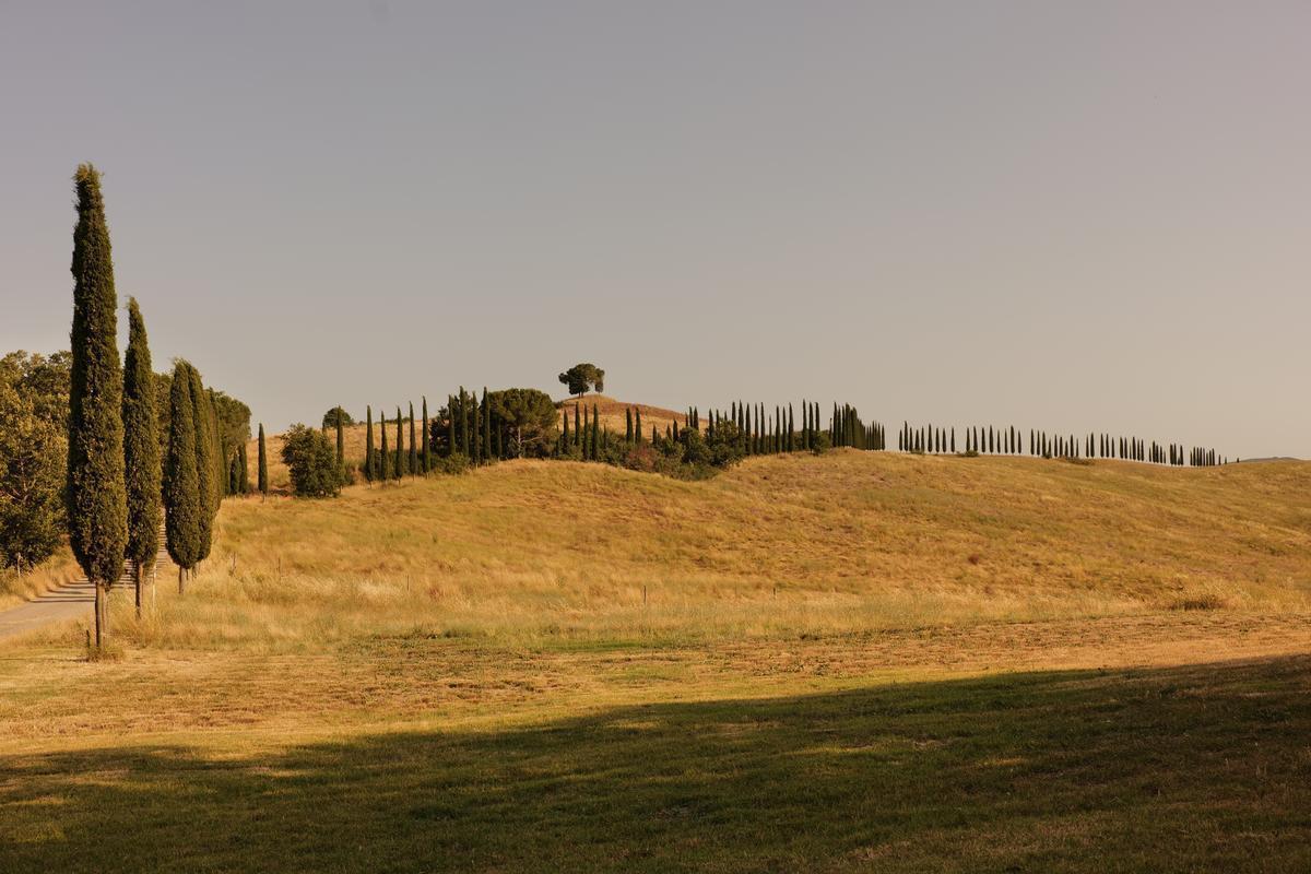 Monteroni d'Arbia, 26 giugno 2025. La tenuta di Suvignano. Foto di M. Panzarella