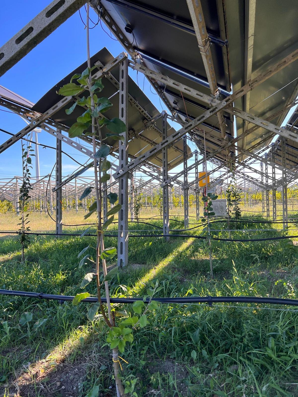 Vigna agrivoltaica di comunità di Laterza (Taranto). Foto: Vigna agrivoltaica di comunità