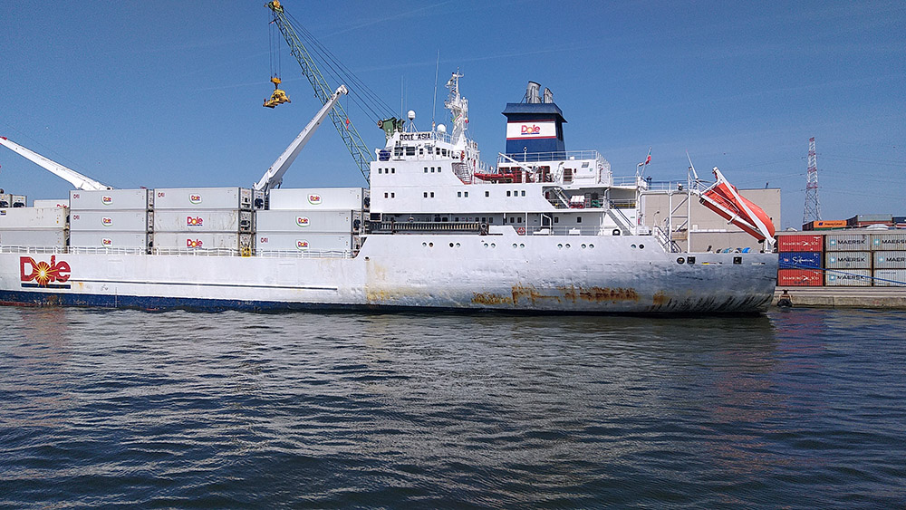 Una nave porta-container che trasporta carichi di frutta esotica. Spesso si tratta delle spedizioni più utilizzare per nascondere le partite di cocaina (Foto A. Giambartolomei)