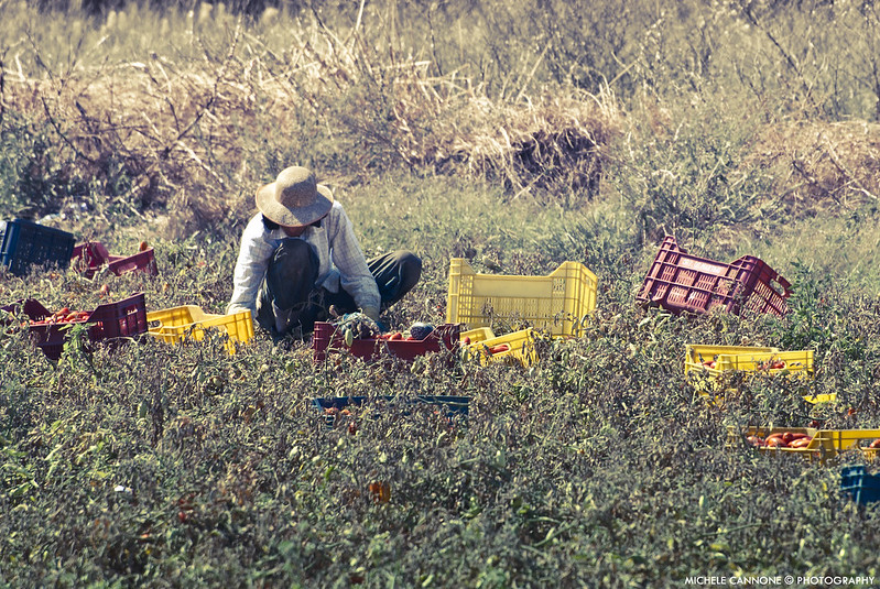 Raccolta dei pomodori in Puglia (Foto di Michele Cannone/Flickr)
