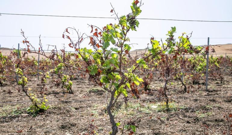 Salemi (Tp), 6 luglio 2024. Vigneti secchi e ormai bruciati dal sole (Foto di Carmelo Sucameli) 