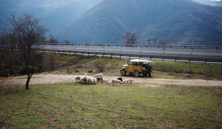 Un gruppo di pastori abruzzesi mangia frattaglie di ovino