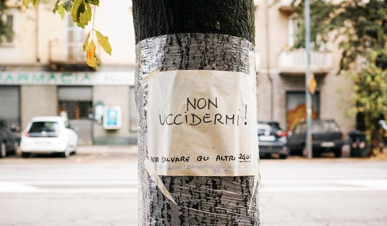 Un cartello affisso su un acero destinato a essere abbattuto in corso Belgio, a Torino