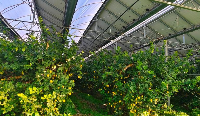 L'impianto agrivoltaico Le Greenhouse di Scalea (Cosenza). Nella foto, alberi di limoni e sopra i pannelli fotovoltaici. Foto: Natalie Sclippa