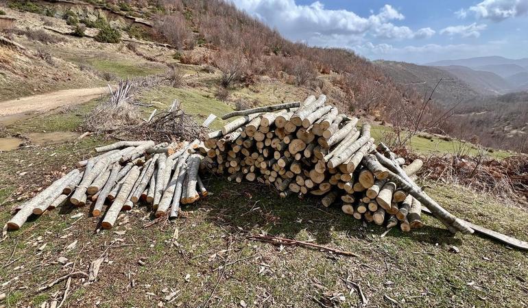 Tronchi appena tagliati da una foresta nel distretto di Pogradec, nel sud dell'Albania, Foto di M. Abbà