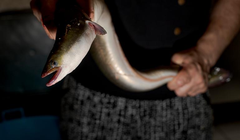 Comacchio, un'anguilla al ristorante La Comancina. Foto di Michele Lapini 