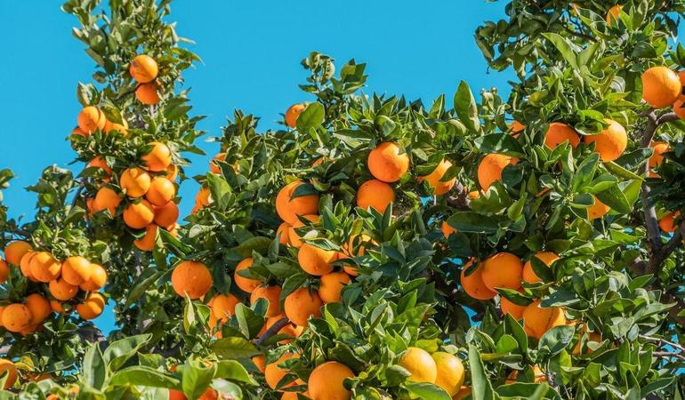 Foto di <a href="https://unsplash.com/it/@phil_gauthier?utm_source=unsplash&utm_medium=referral&utm_content=creditCopyText">Philippe Gauthier</a> su <a href="https://unsplash.com/it/foto/frutti-arancioni-sotto-il-cielo-blu-durante-il-giorno-eaOjEz8746k?utm_source=unsplash&utm_medium=referral&utm_content=creditCopyText">Unsplash</a> 