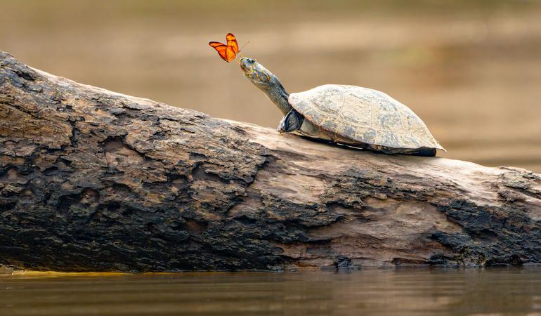 Ecuador, la riserva del Yasuní è uno dei luoghi più biodiversi  al mondo. Foto: Andres Novales