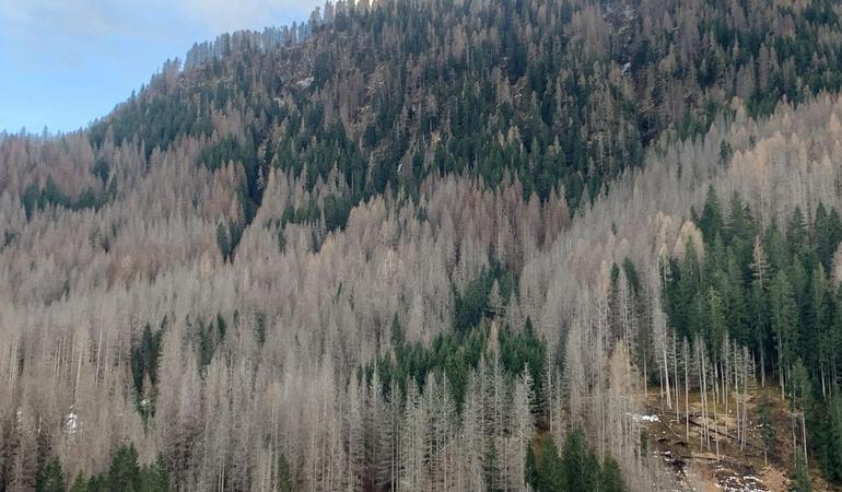 Un versante delle Dolomiti venete mangiato dal bostrico