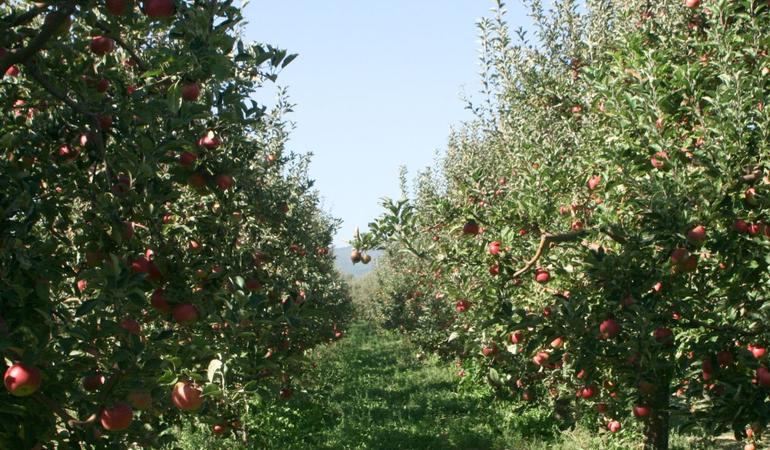 Campo di mele. Foto: Canva 