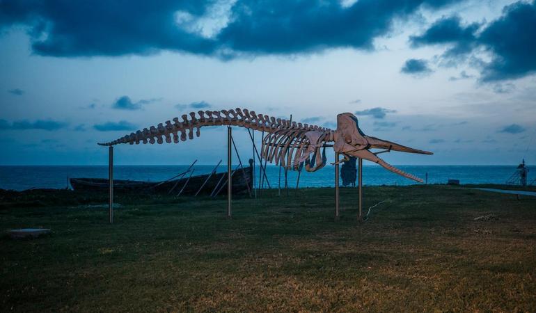 Lo scheletro del capodoglio nel giardino dell'osservatorio di Capo Granitola. Foto: M. Panzarella