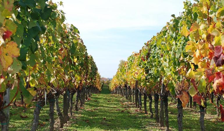 Vigna. Foto: wikicommons