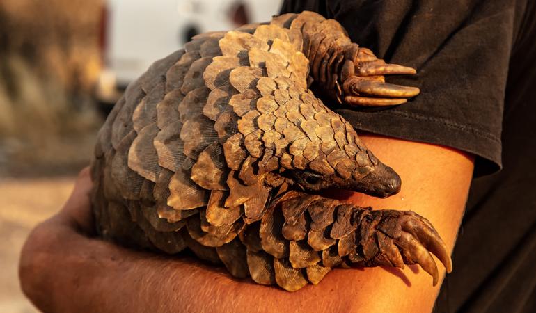 Un esemplare di pangolino (Wallpaperflare.Com)