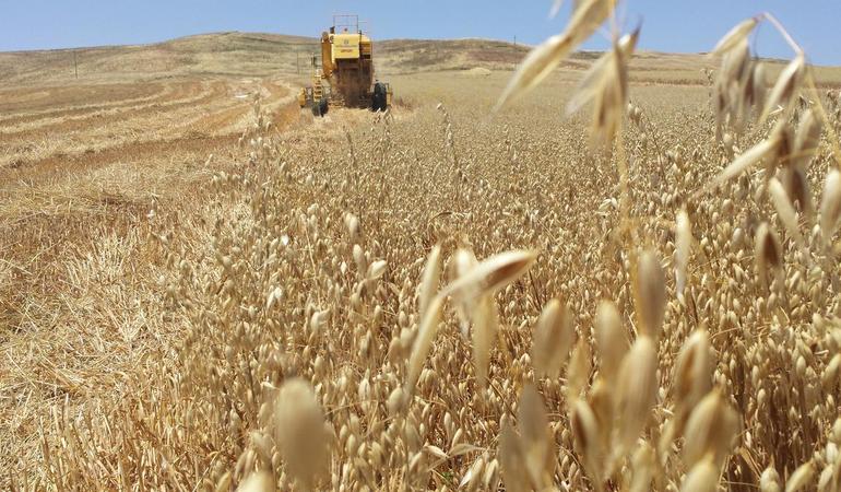 Un campo di avena coltivato dalla cooperativa Placido Rizzotto. Foto di G. Salvatori