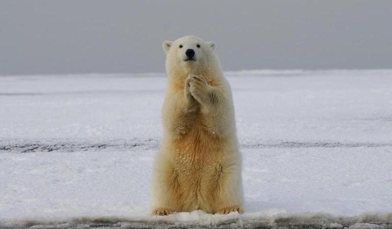 L'orso polare sul ghiaccio che fonde, simbolo del linguaggio emergenziale per raccontare la crisi climatica. H. J. Mager/Unsplash