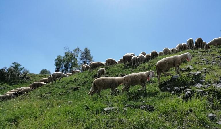 Le frodi dei pascoli ad alta quota