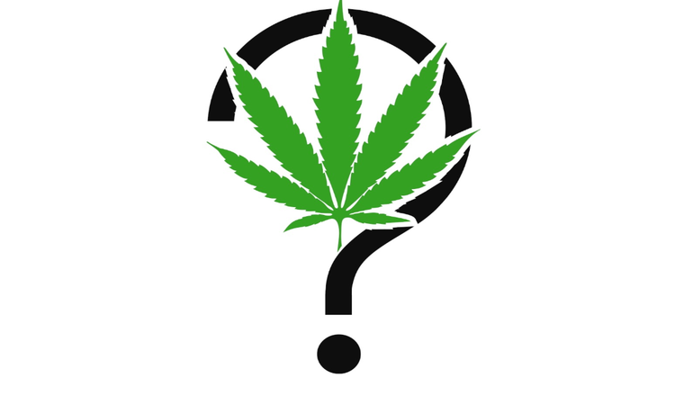 Cannabis, facciamo chiarezza