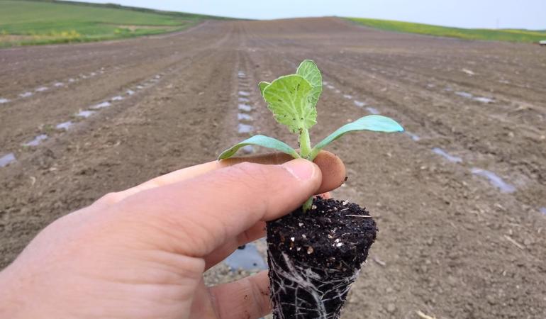 Un terreno a Paceco (Trapani), dove Libera Terra produce i meloni gialli (Facebook)
