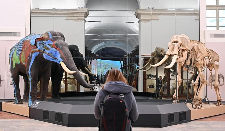Torino, 12 gennaio 2024. L'anteprima stampa del nuovo allestimento del Museo regionale di Scienze Naturali (Alessandro Di Marco/Ansa) 