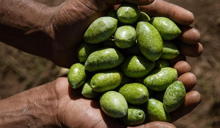 Le olive raccolte nei terreni gestiti dalla cooperativa AlterEco di Cerignola