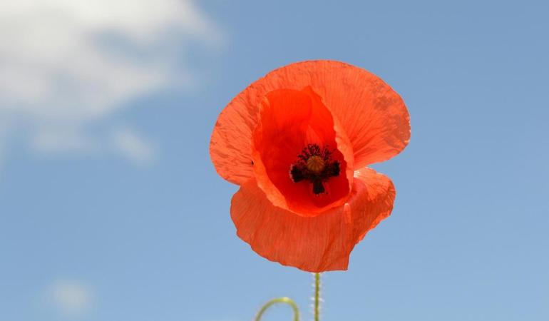 (Foto di Csaba Gyulavári su Unsplash)