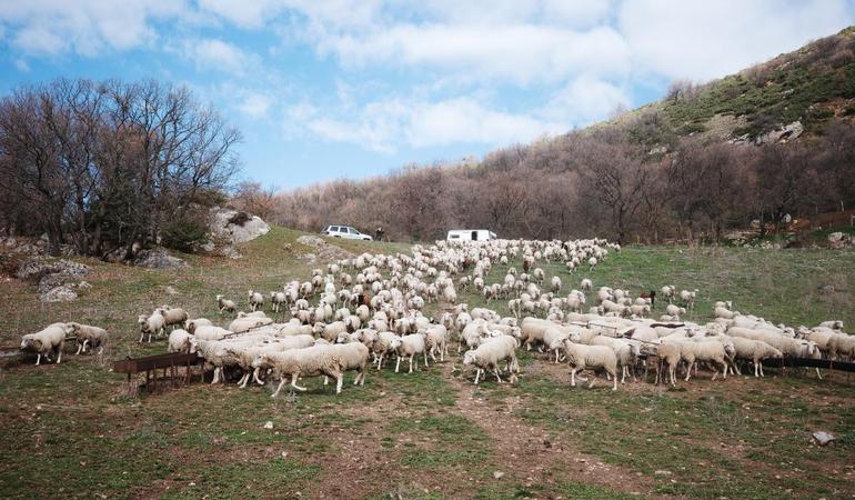 Un pascolo ad Anversa degli Abruzzi. Foto di M. Panzarella