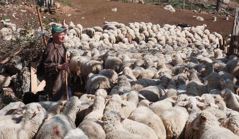 Un pastore conduce il gregge ad Anversa degli Abruzzi. Foto di Marco Panzarella