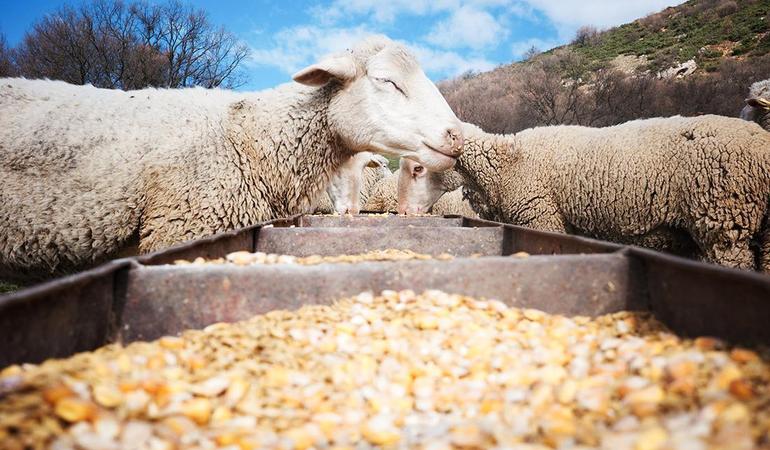 (Foto di Marco Panzarella)