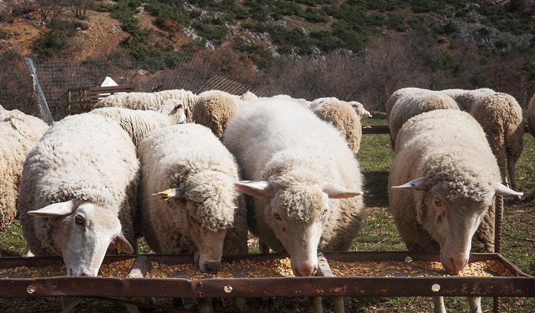 Nei pascoli abbandonati i deserti d'Europa