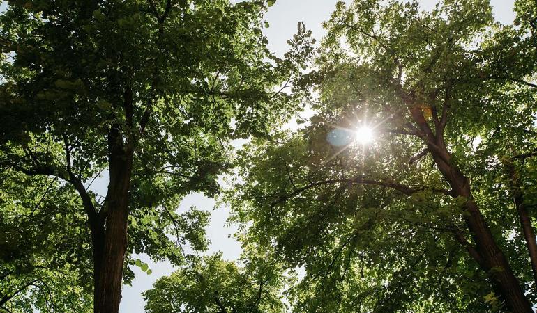 Le aree alberate sono tra i rifugi climatici presenti nelle città per sottrarsi al calore estremo (foto di Marko Milivojevic da Pixnio)