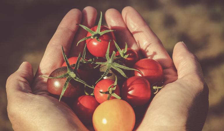 Caporalato. Un ottimo piano per cominciare